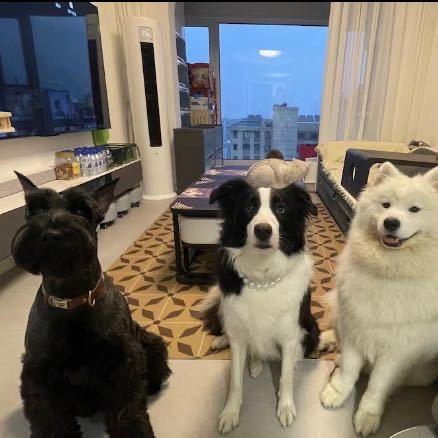 家有猫狗金满堂
