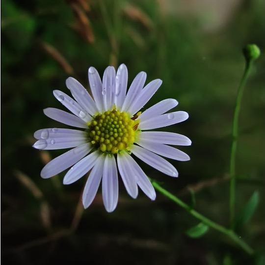 ✨野草，坚韧不拔