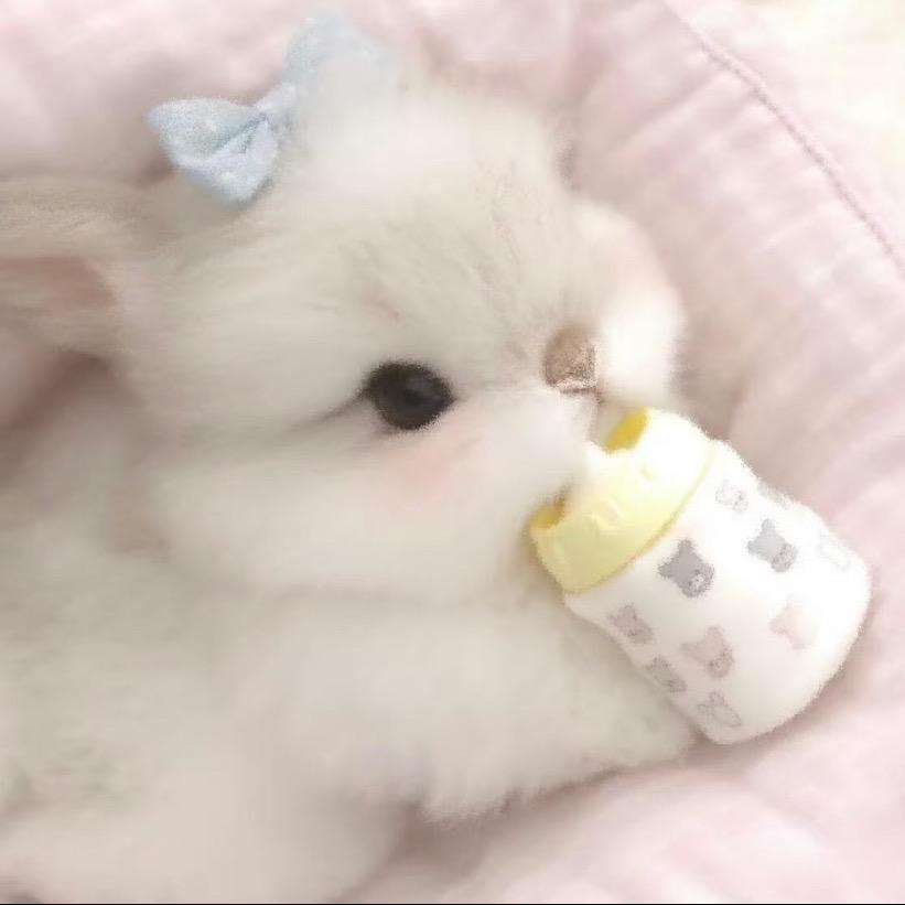 鸿毛