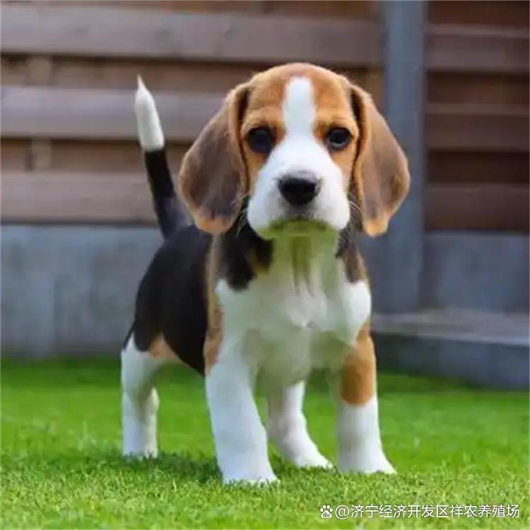 小田哥专业比格犬