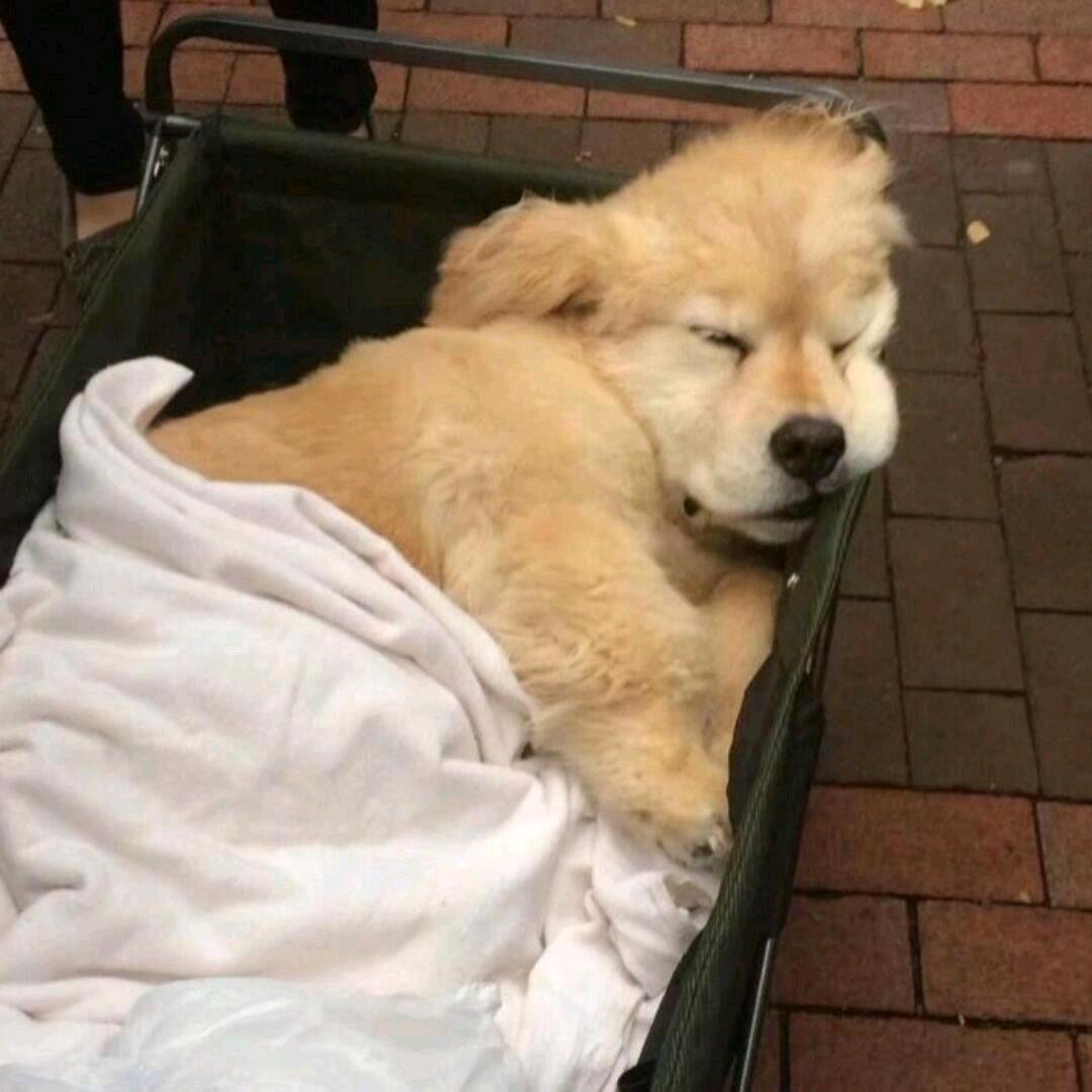 我不摆了不摆了