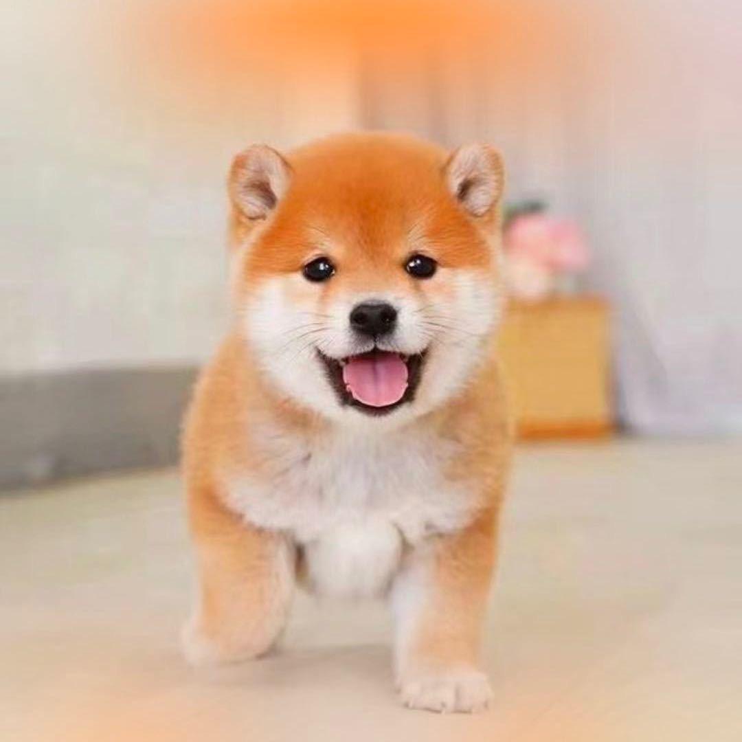 天哥带你逛狗市