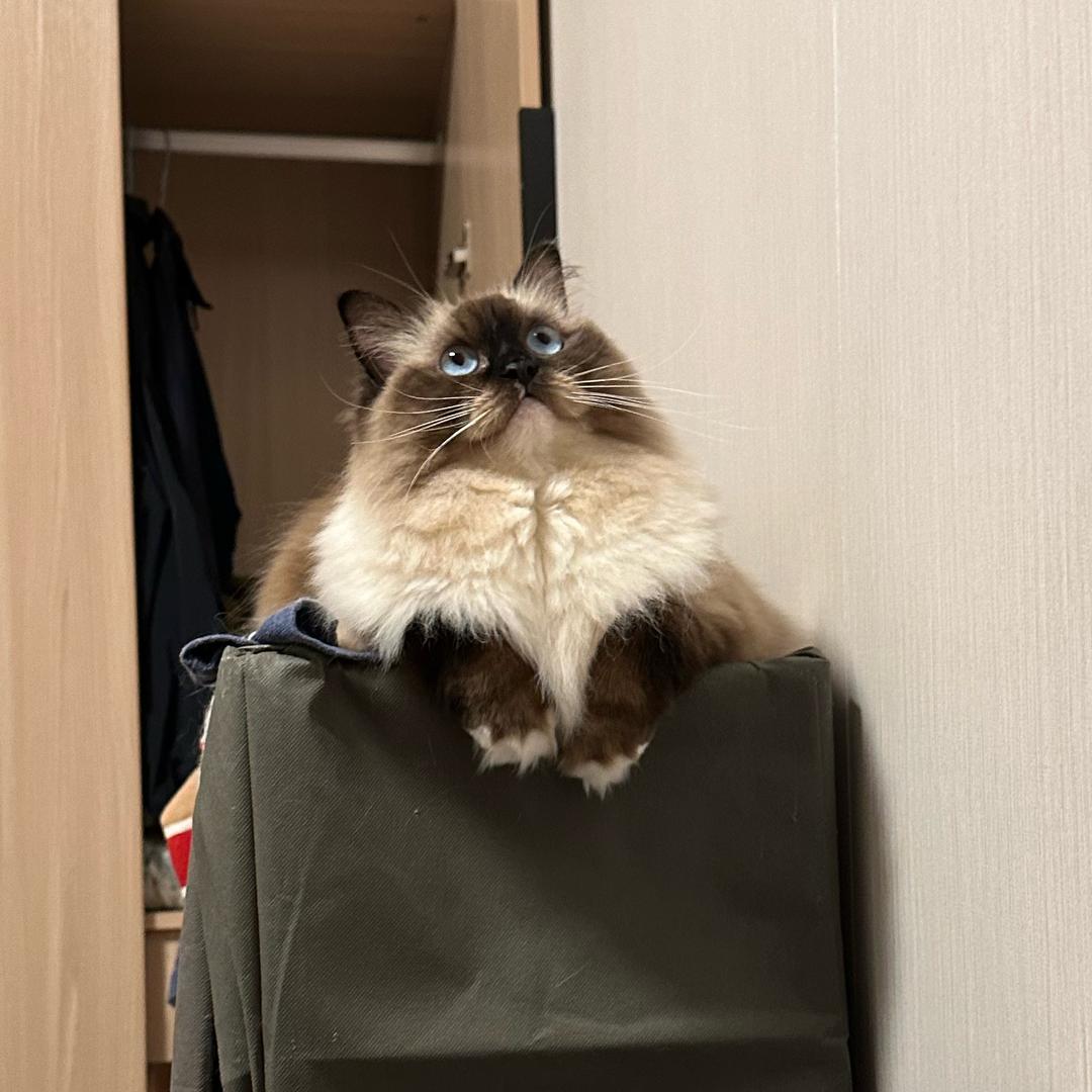 球球是只喵