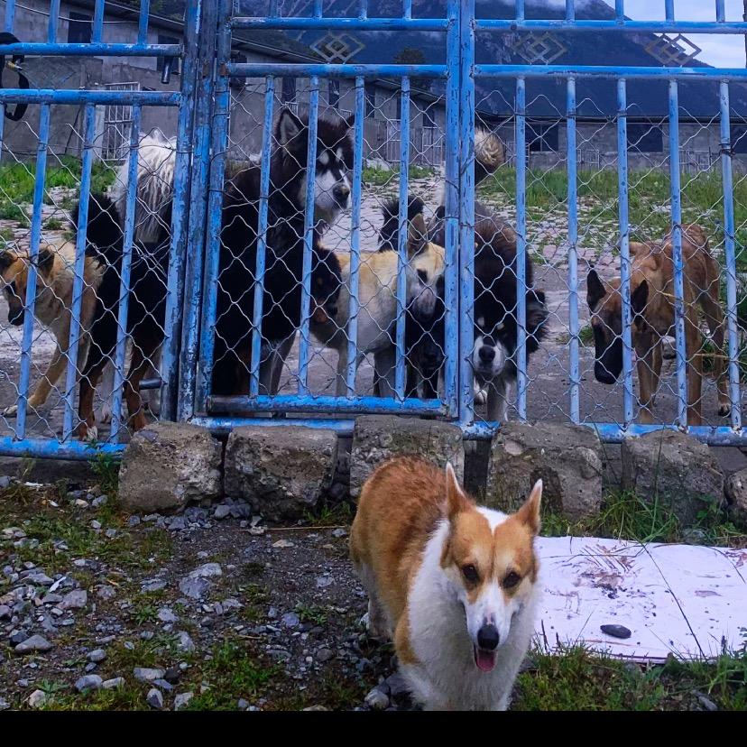 藏狮犬种源繁育
