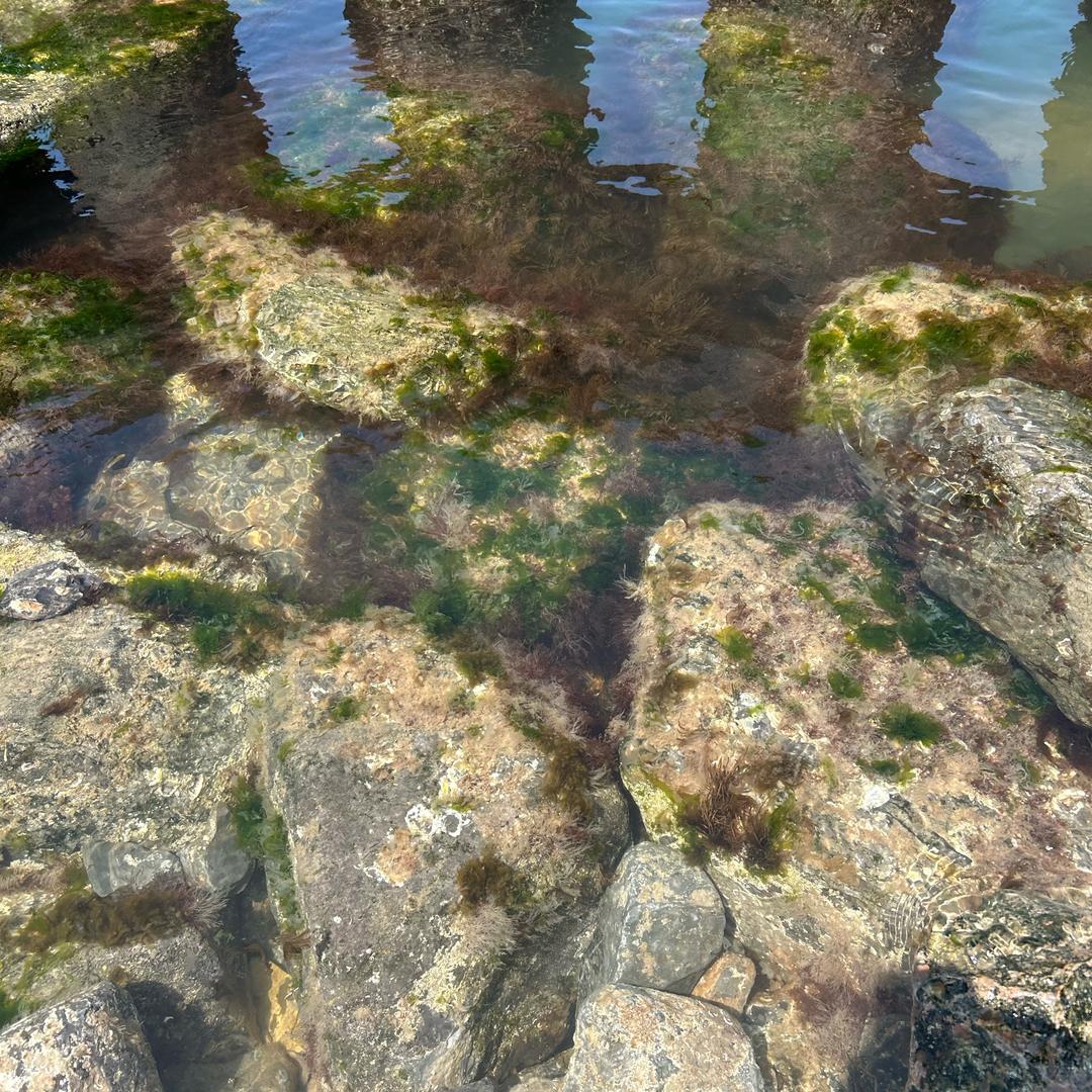 夹心饼干