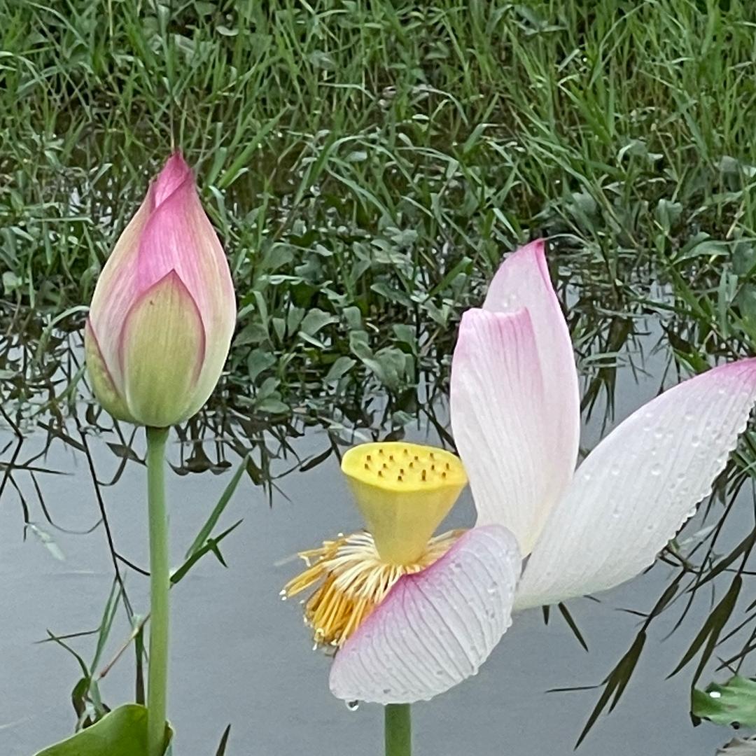 筱筱.