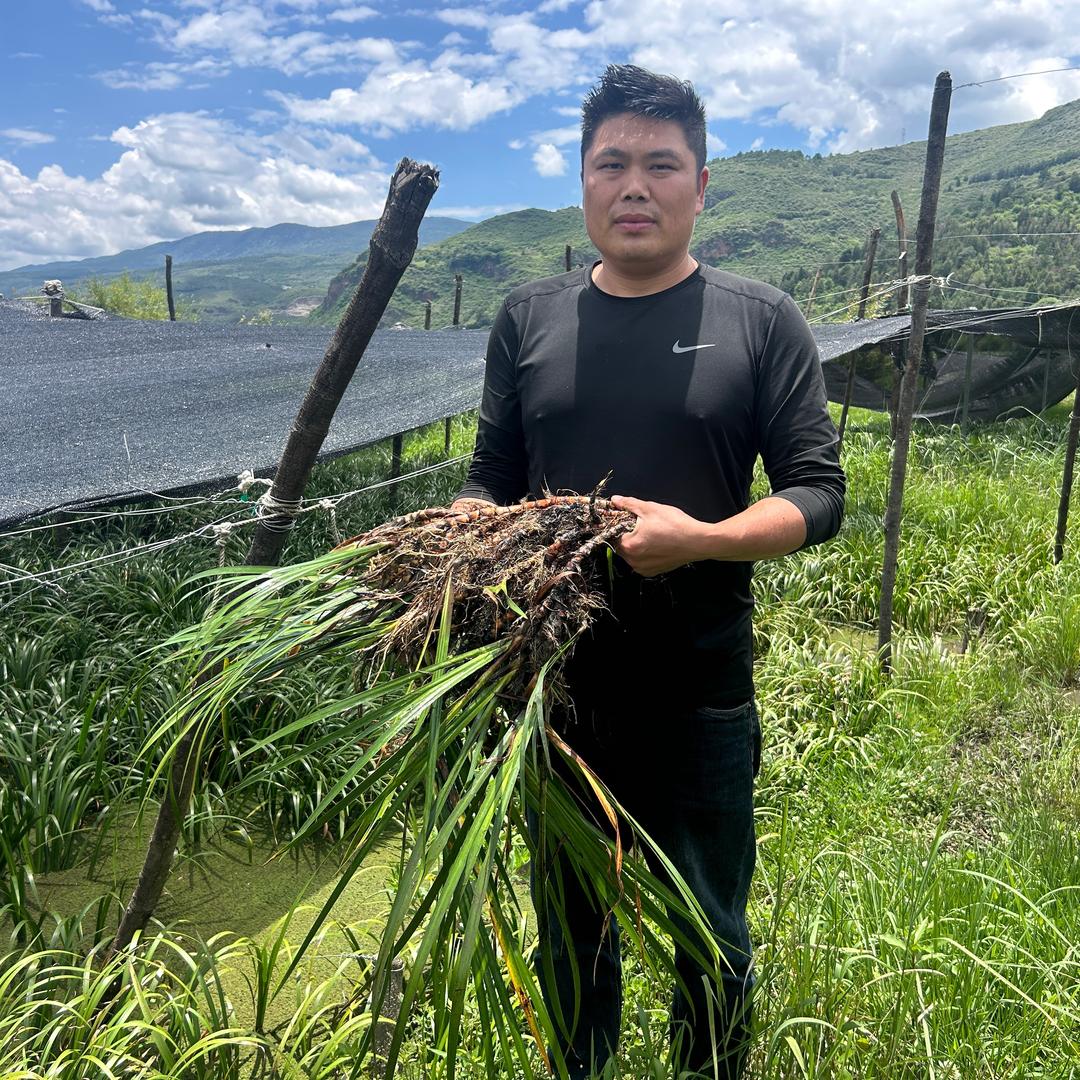 吴龙生活日常分享（石菖蒲种植）