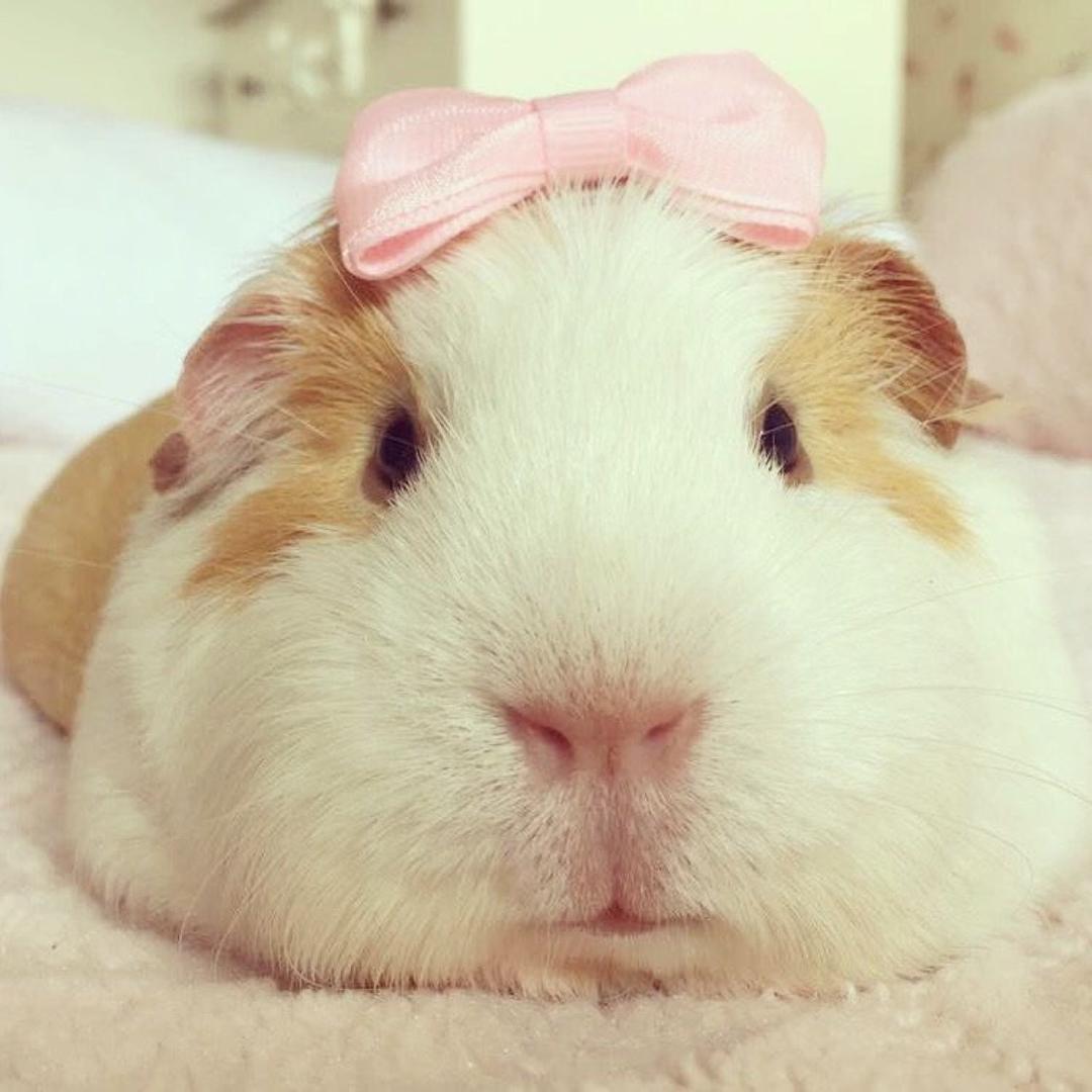 暴栗鼠不是暴力鼠