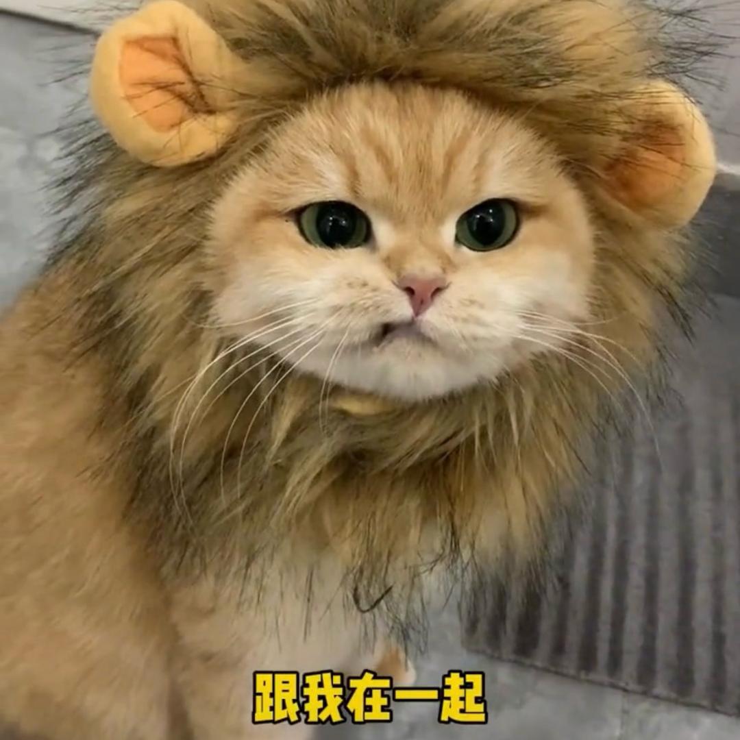 浅蓝色的猫