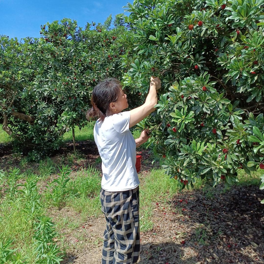 枫林红叶
