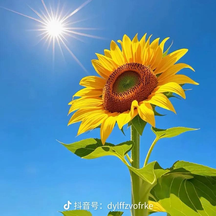 向日葵🌻
