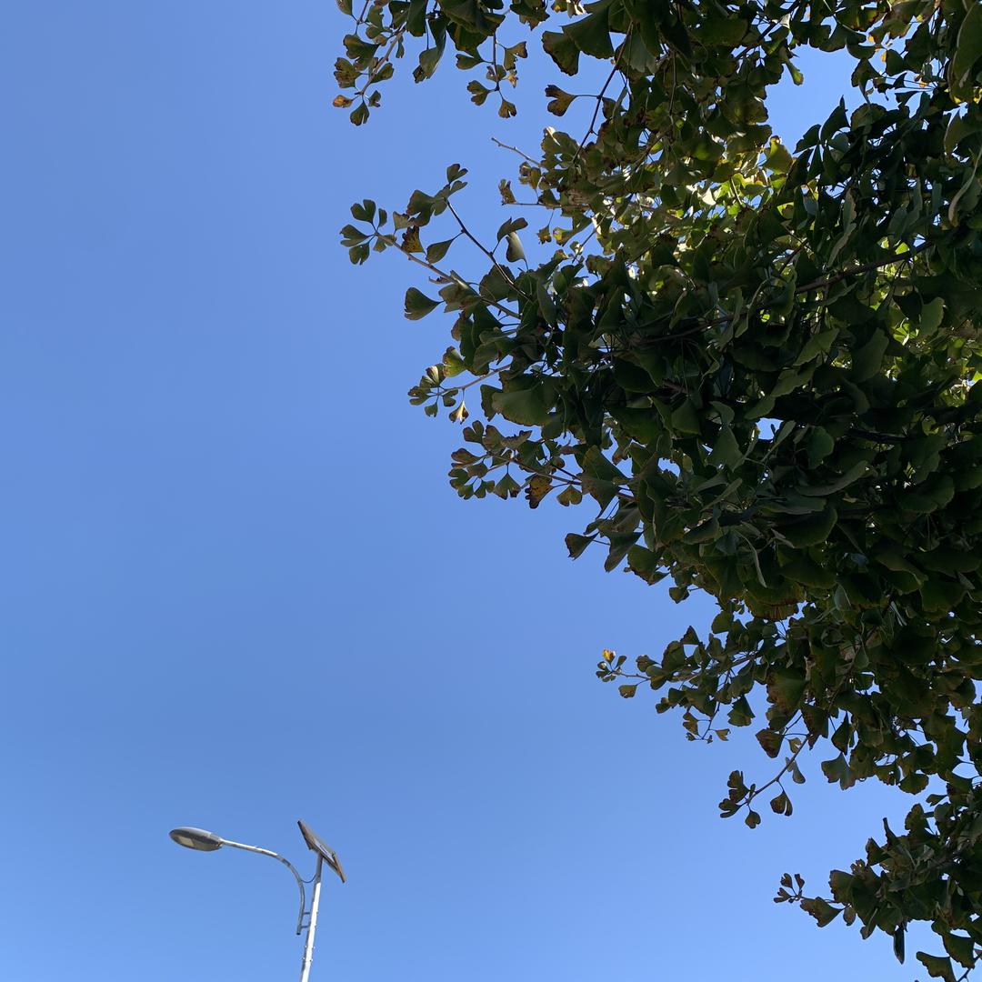 85916311451