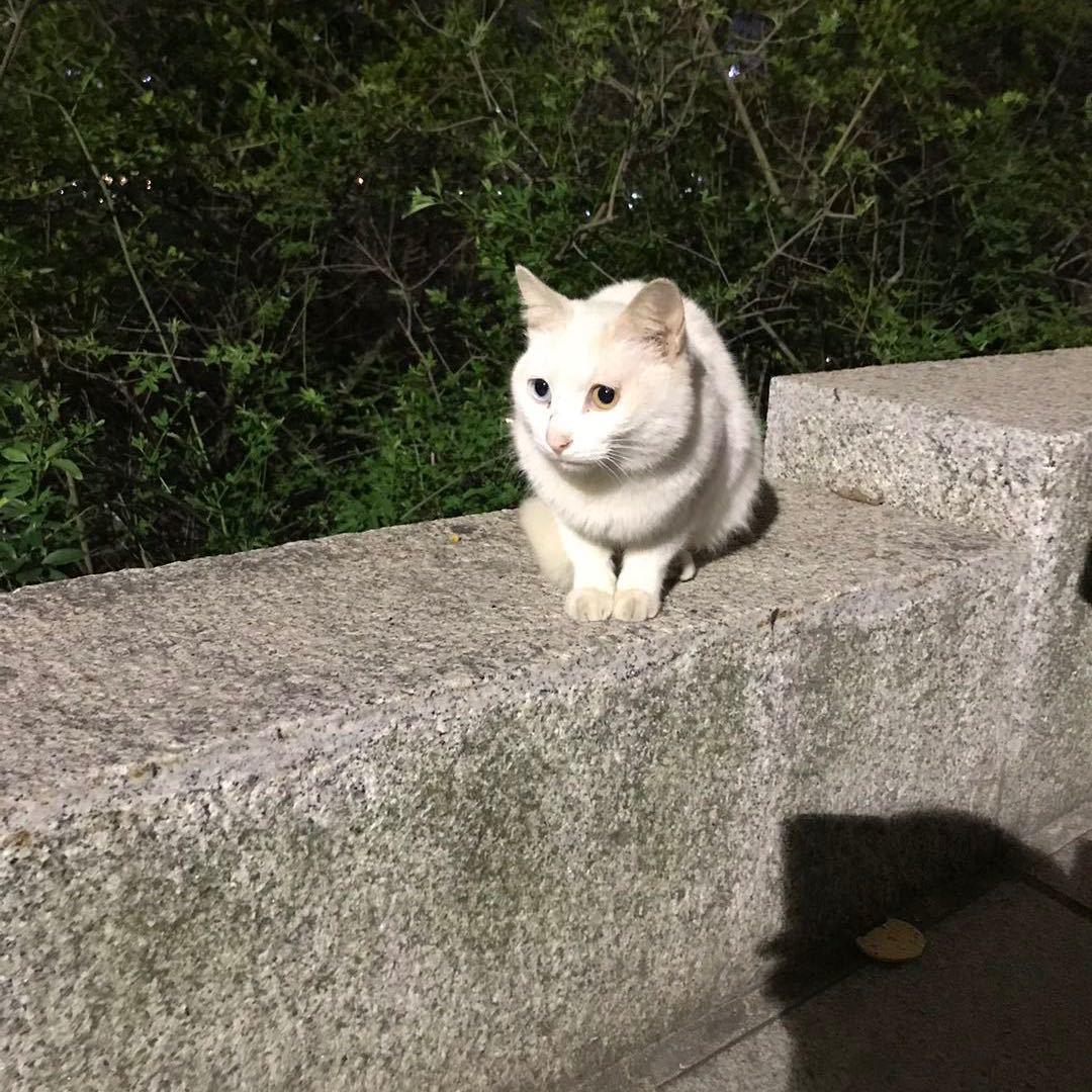 清风