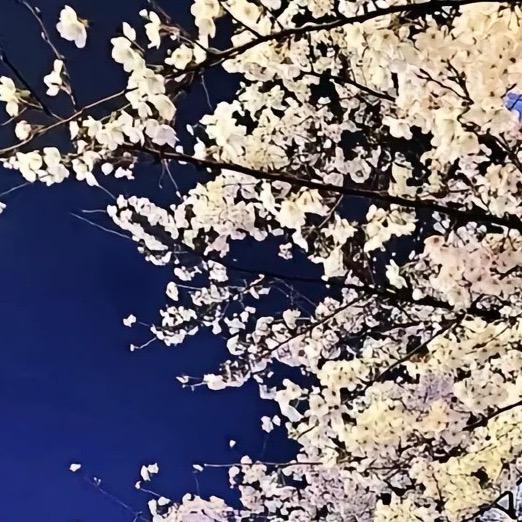 南巷的花猫