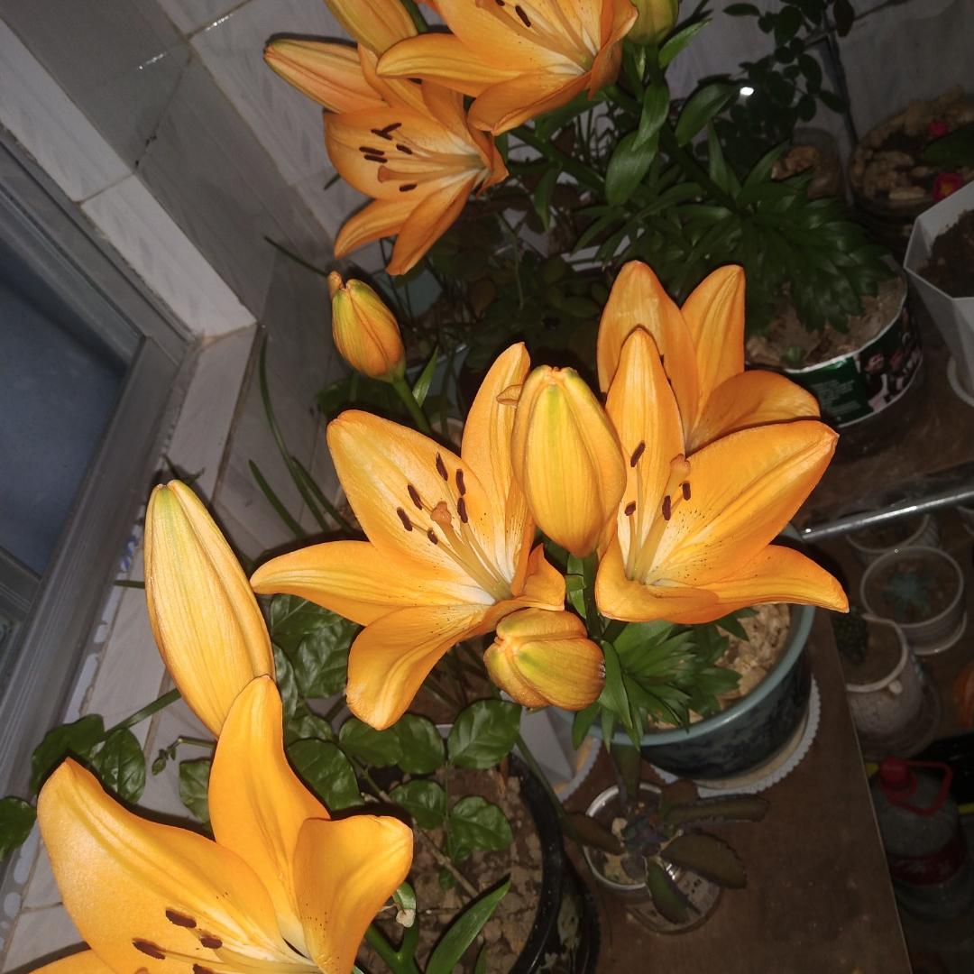 四季花园经营店