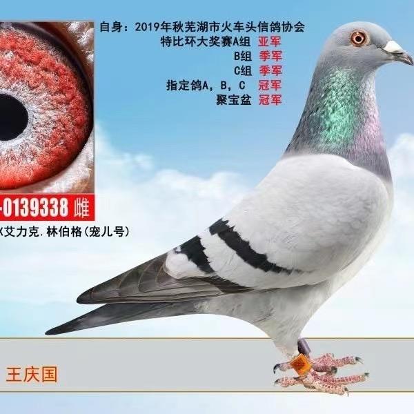 庆国鸽舍王庆国