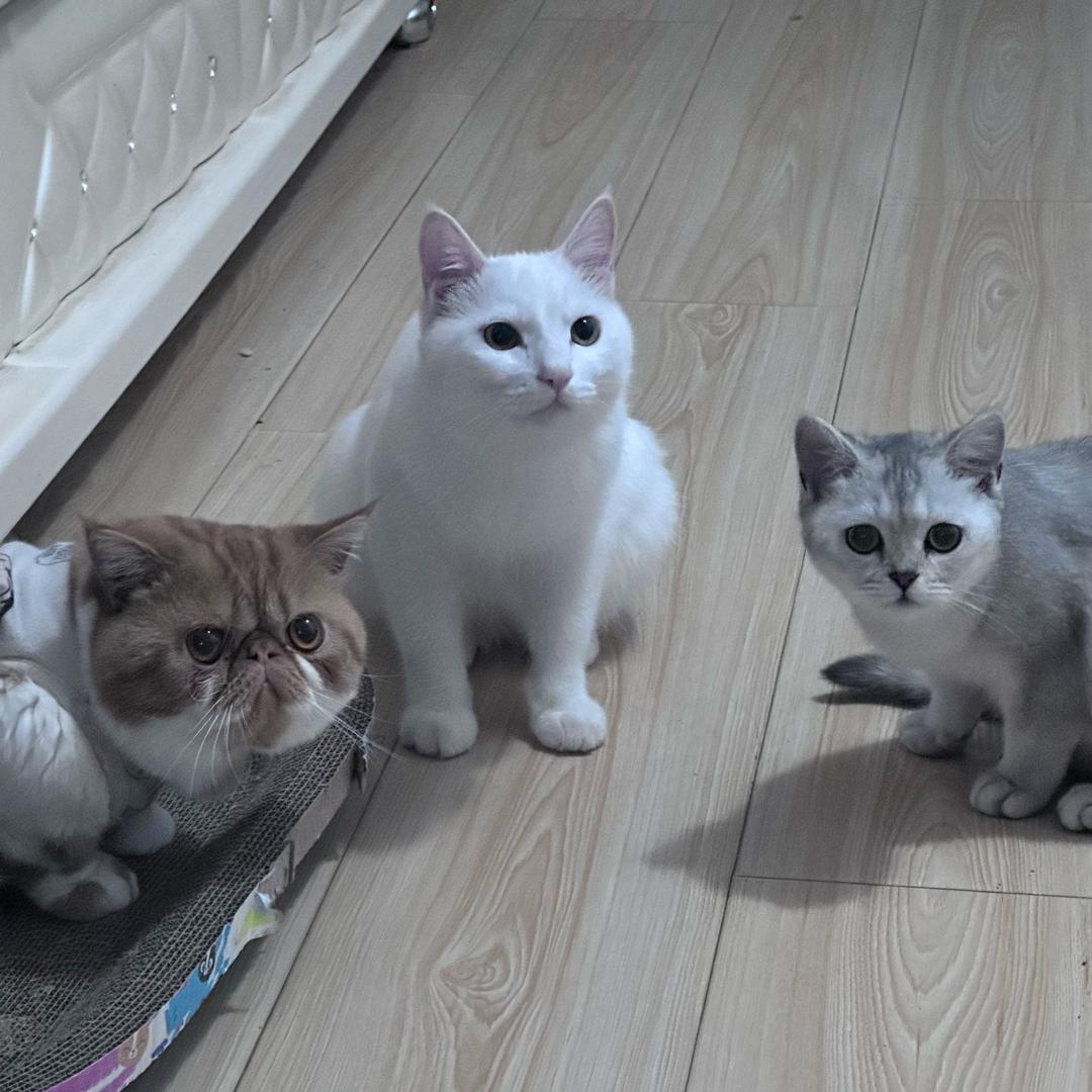 🐈