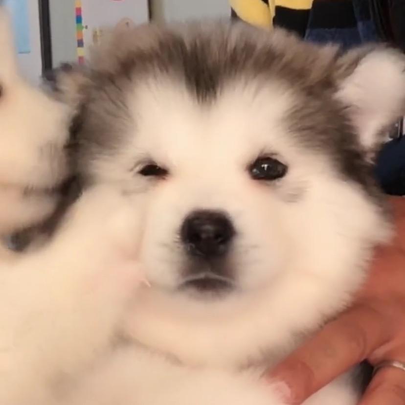 贼可爱💫