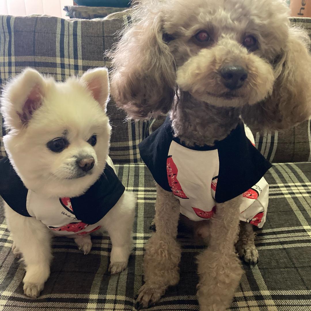 露露&灰灰