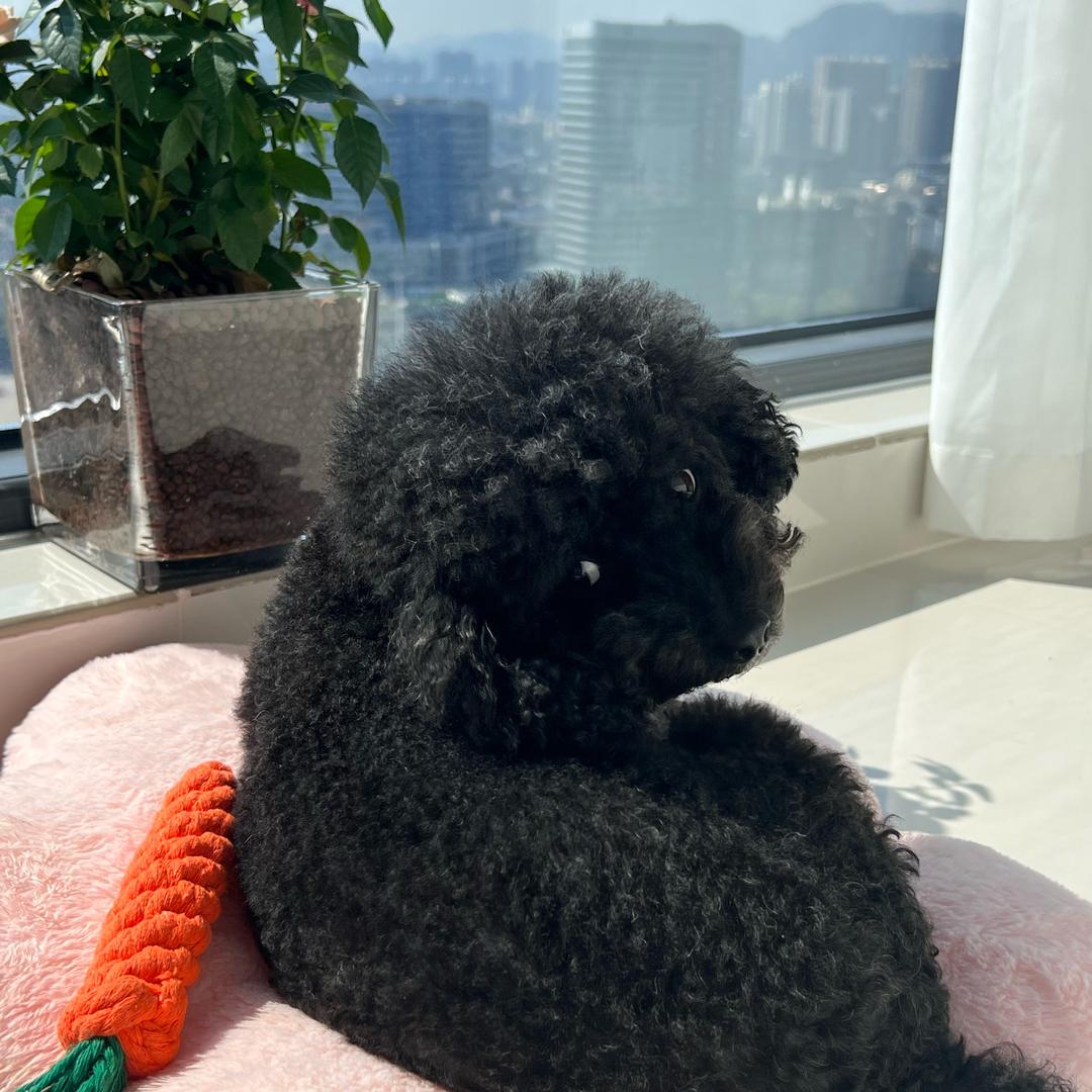 小兜儿