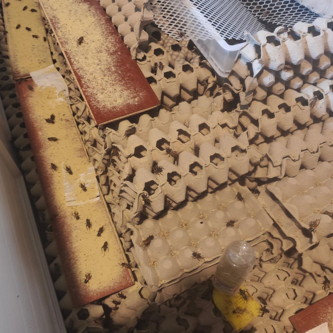 蟋蟀养殖 —-泡泡