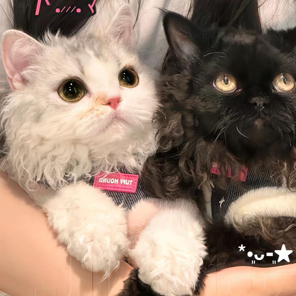 （陪陪）