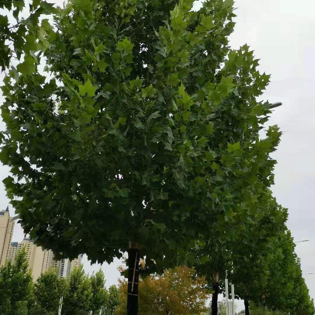 宜城市. 小河镇，占云九组，张家柴火炉