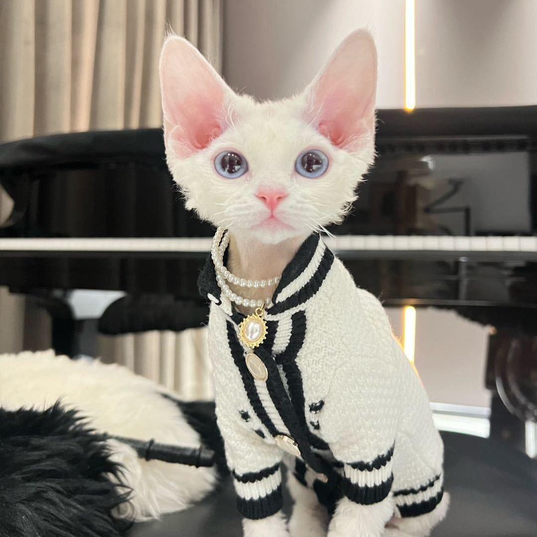 爱丽丝德文卷毛猫