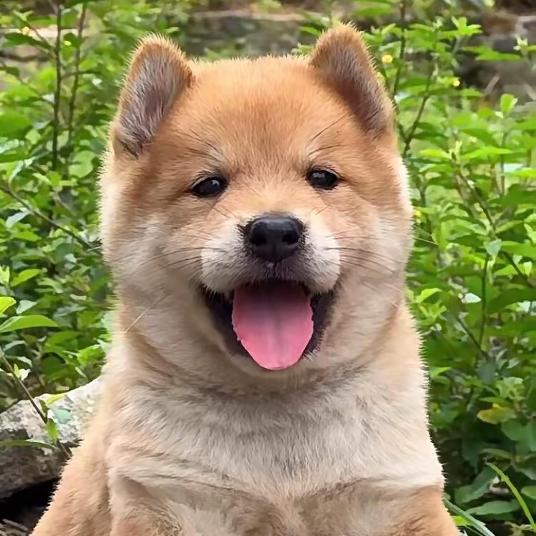 广西田园犬-九九