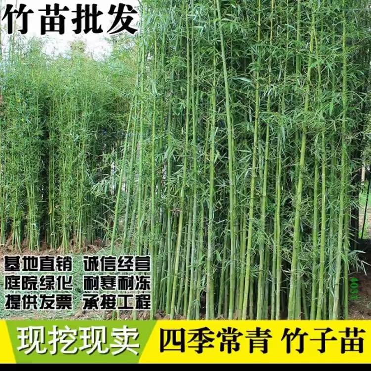 家之艺竹苗基地