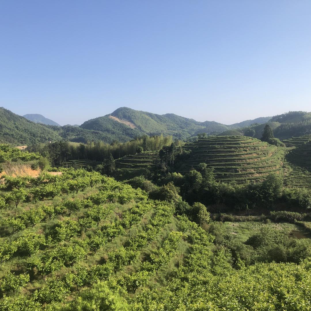 闽之粤茶叶店