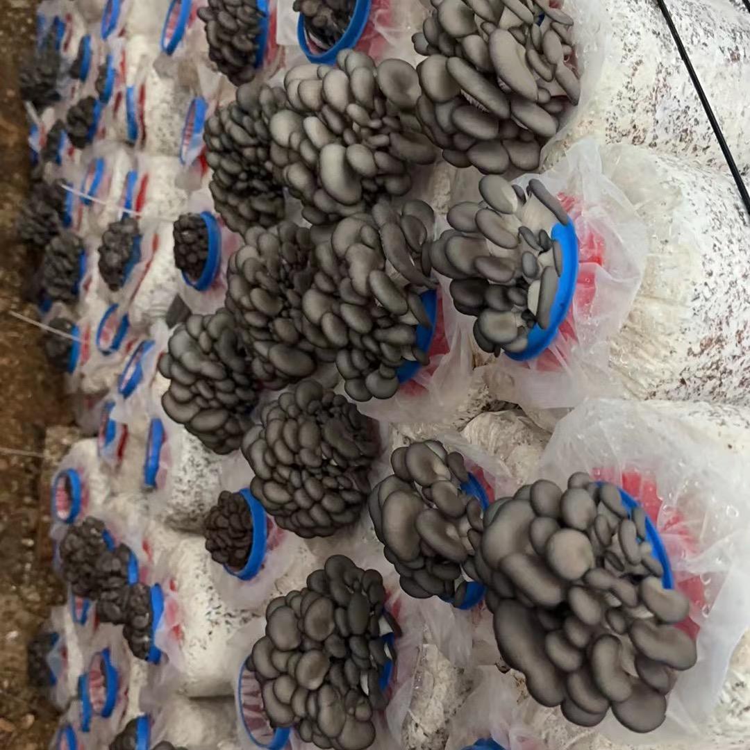 平菇-刘