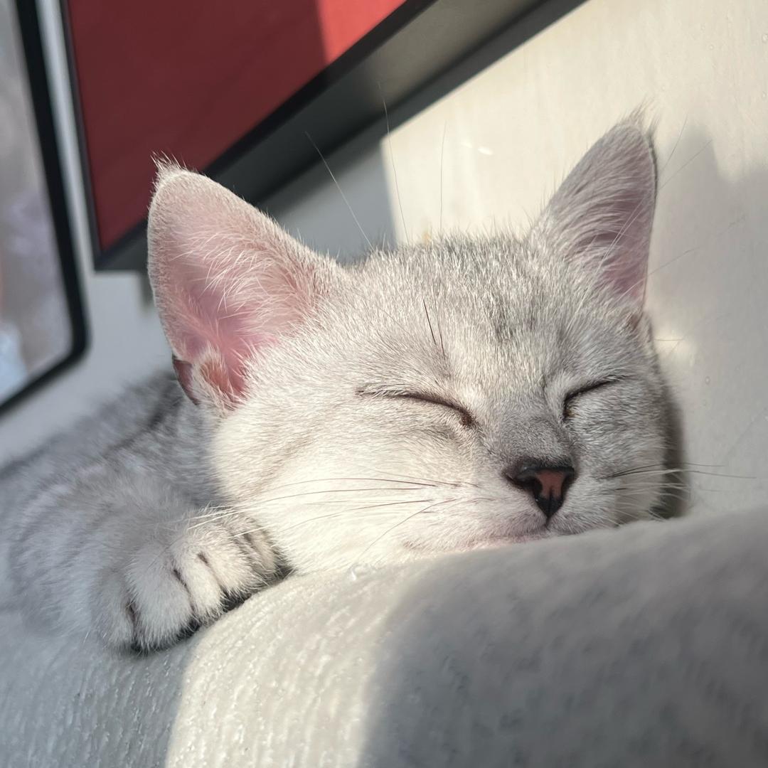🌾后米麻麻🐱