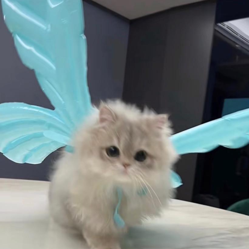 进入猫次元