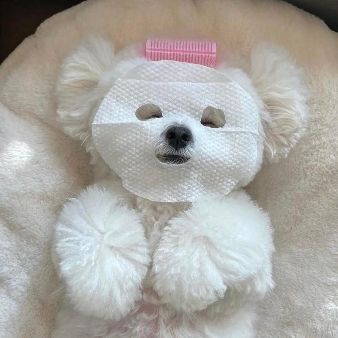 漫漫&宠物Party🐾（实体犬舍）