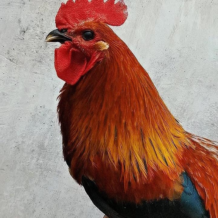农二娃家禽