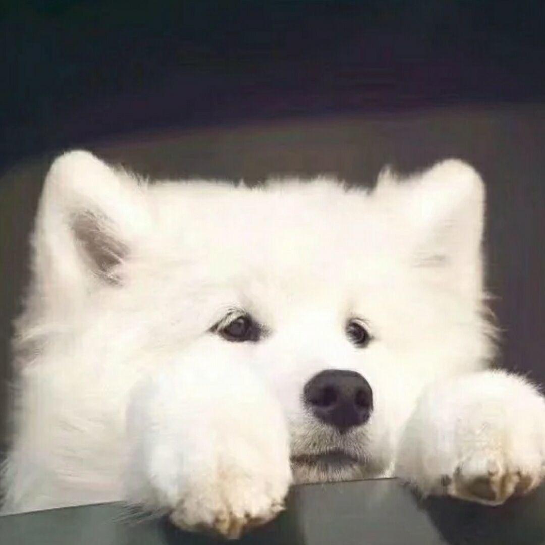 小胡同与猫