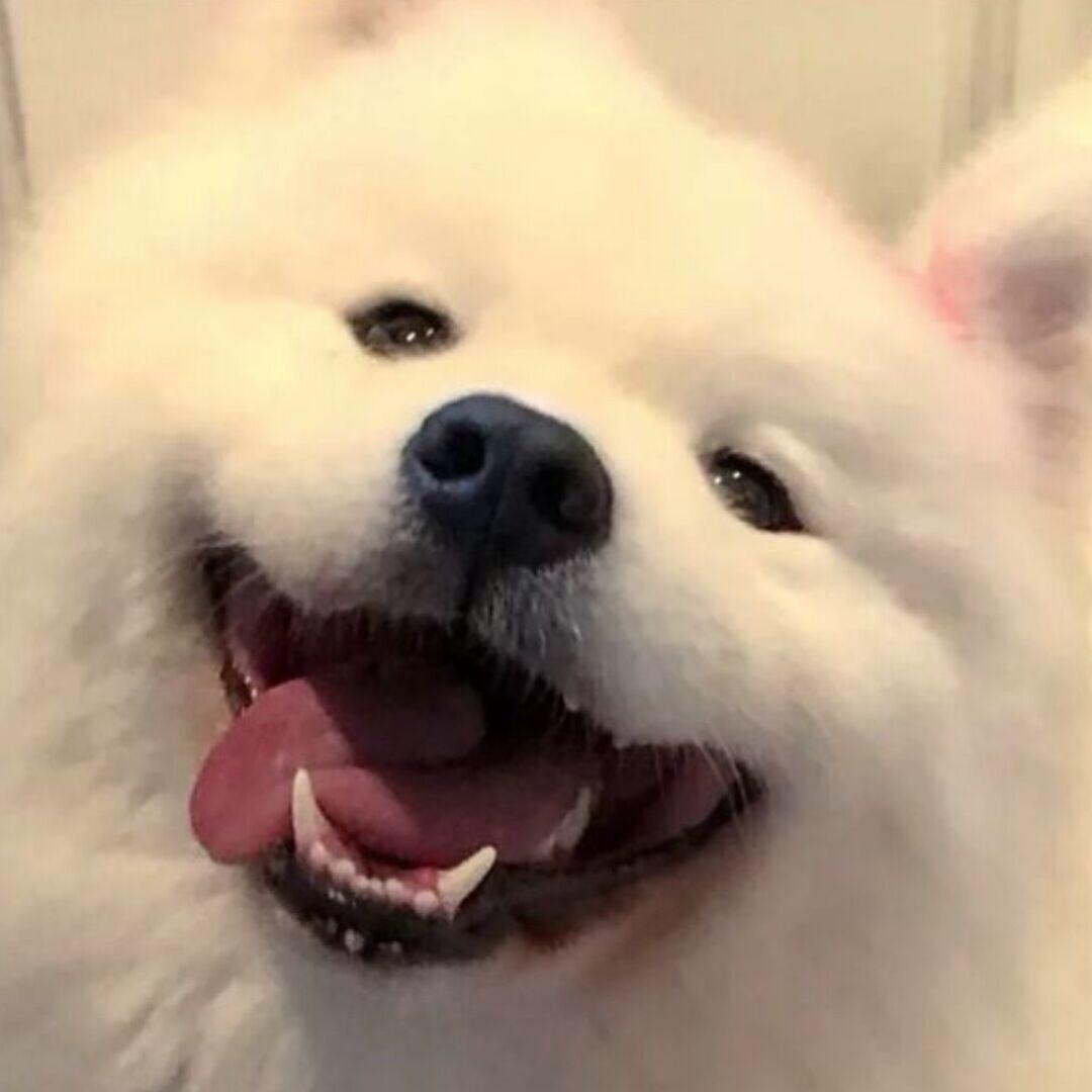 又牛又俊又杰出