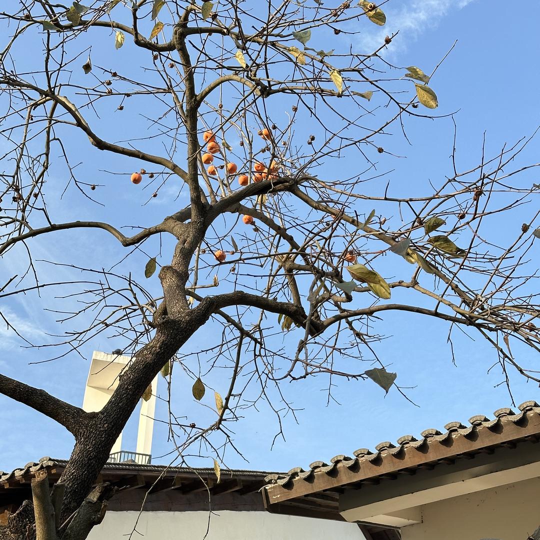 买买提供应链