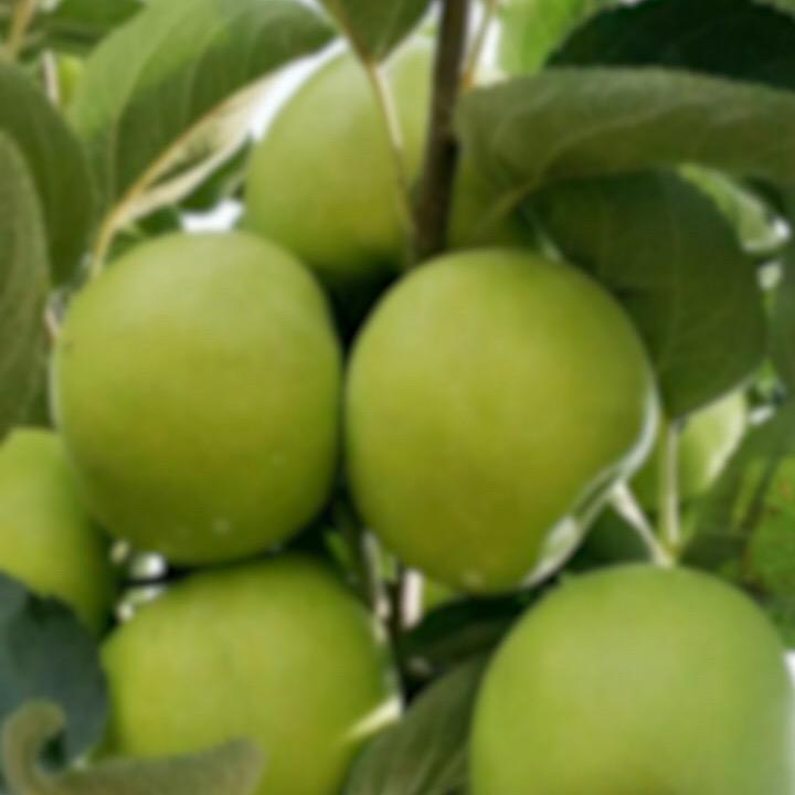 善先生 聊 属相龙