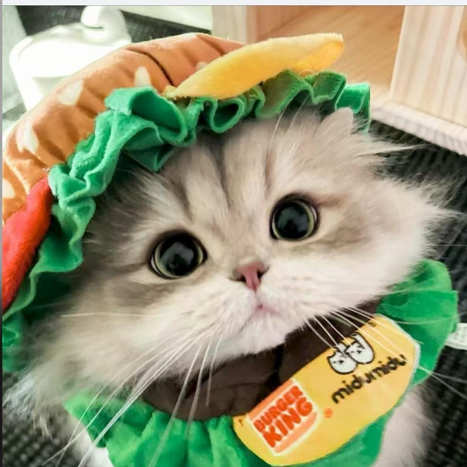 Monica莫妮卡猫舍
