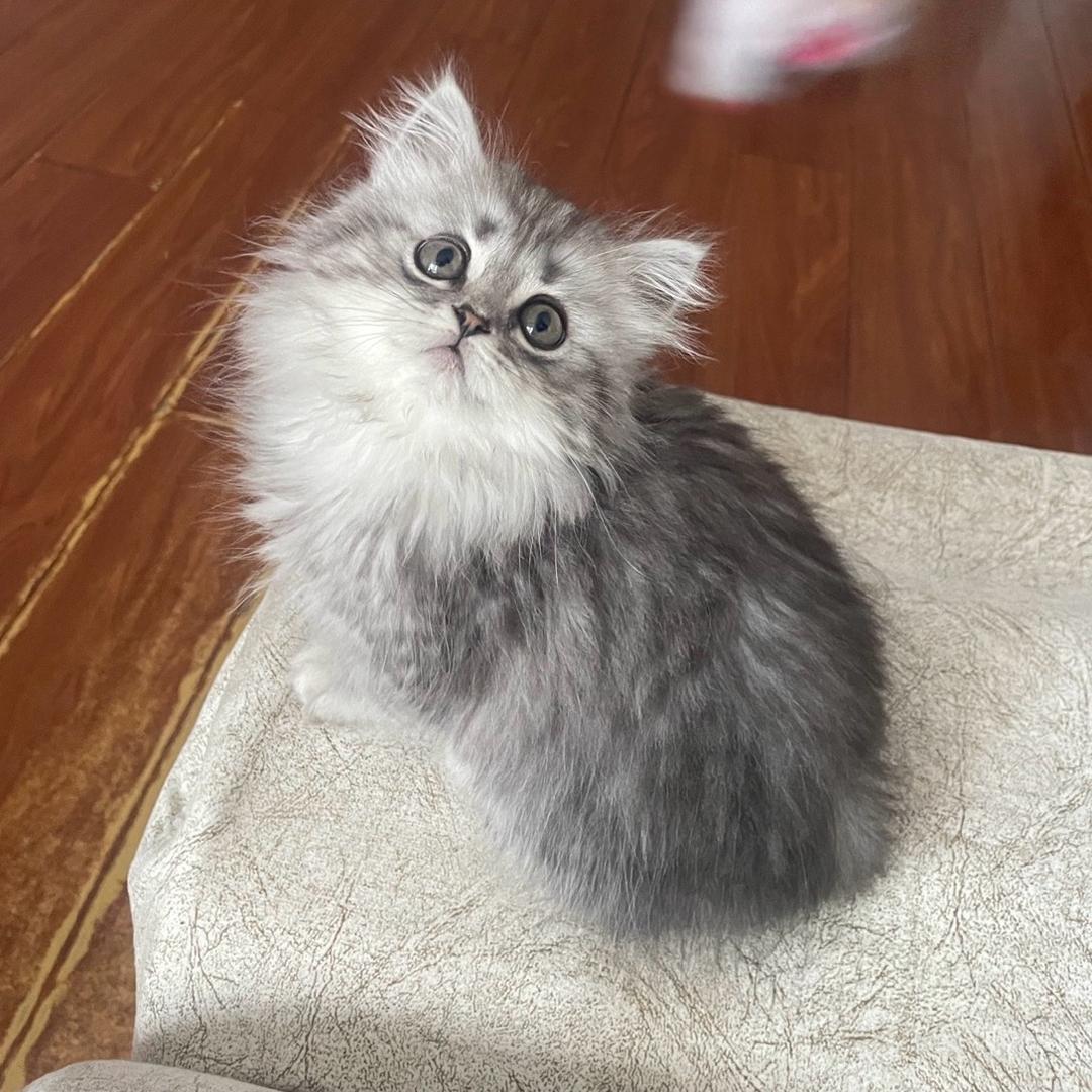 cat_猫神经