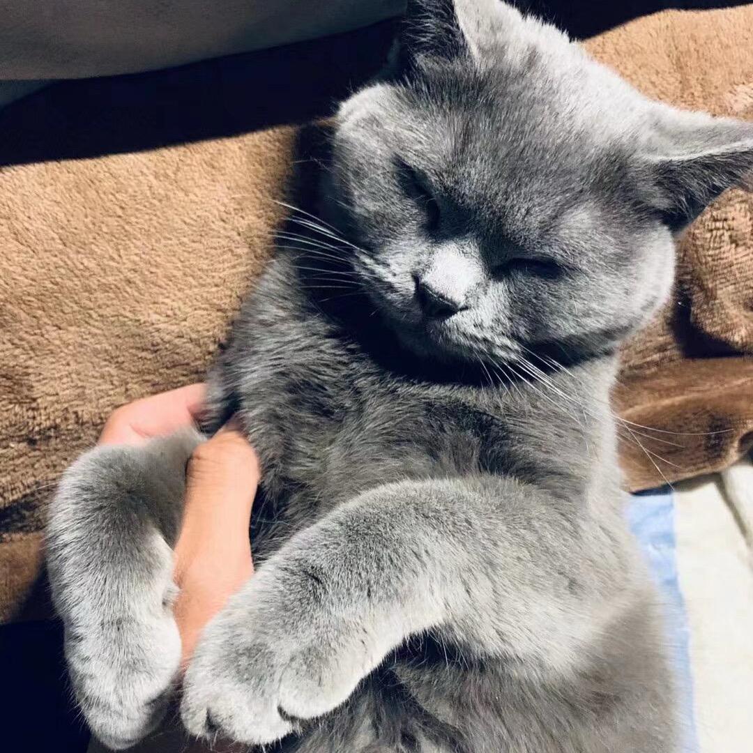 政尧