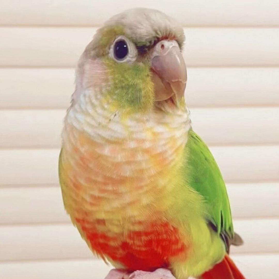 西昌手养鹦鹉-毛球社鹦宠联盟