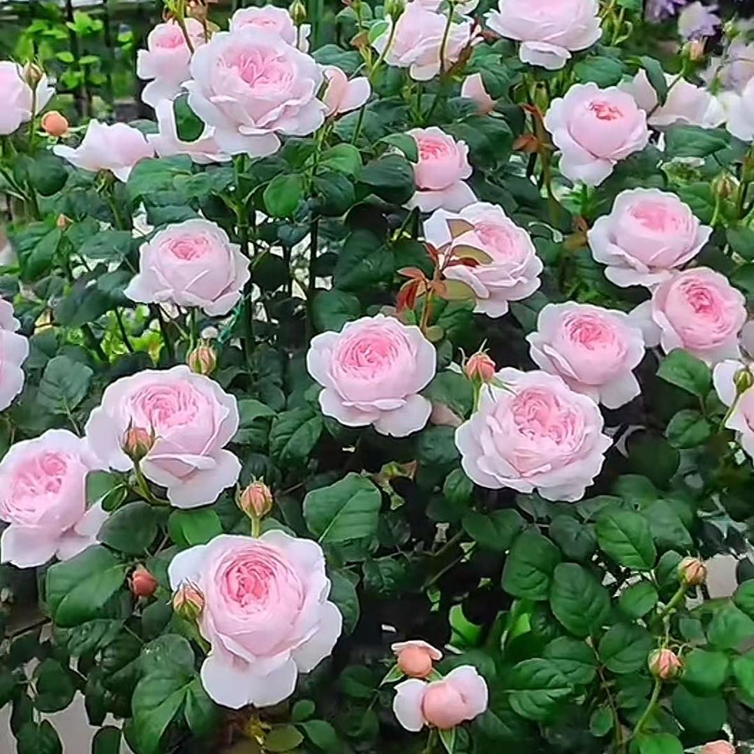 宜良繁茂苗木种植基地