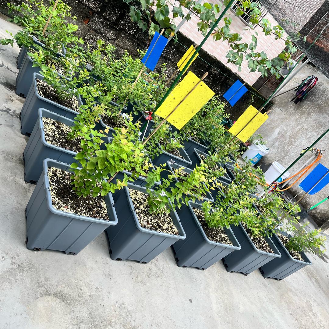 🌈奇美拉🫐🍓🍇🍅