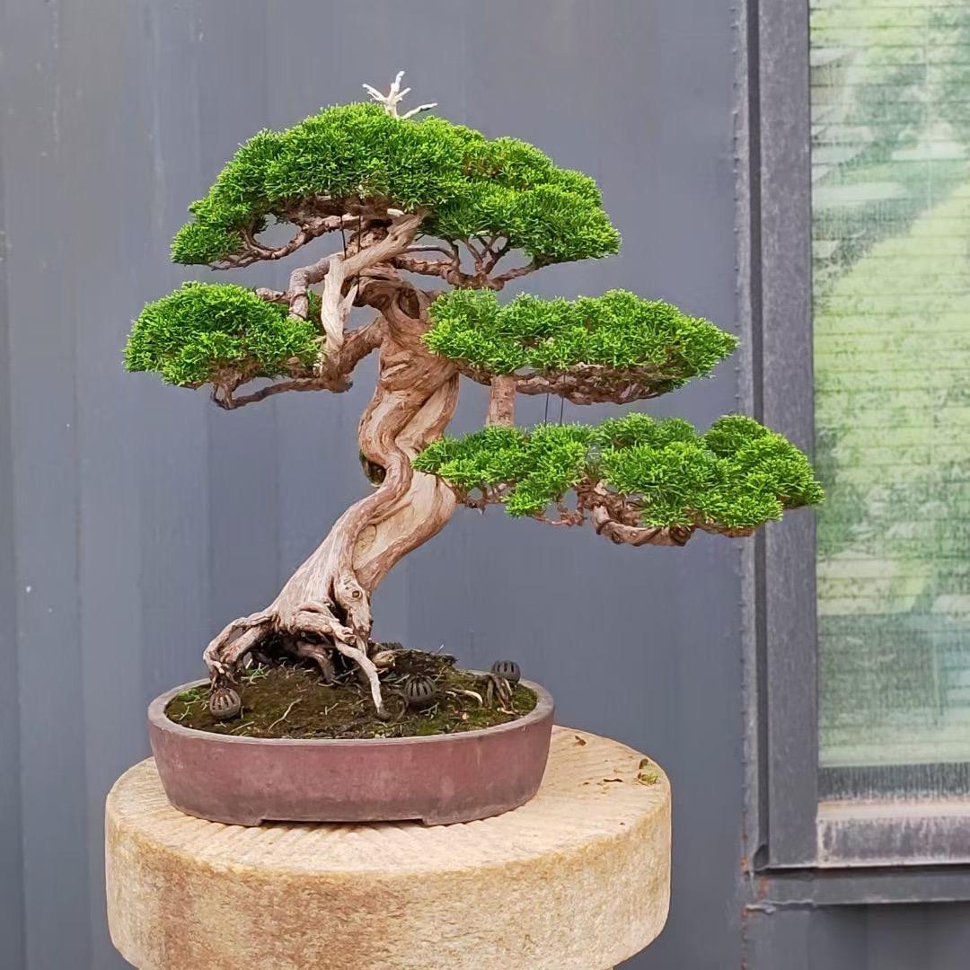 盎然苗木园艺场