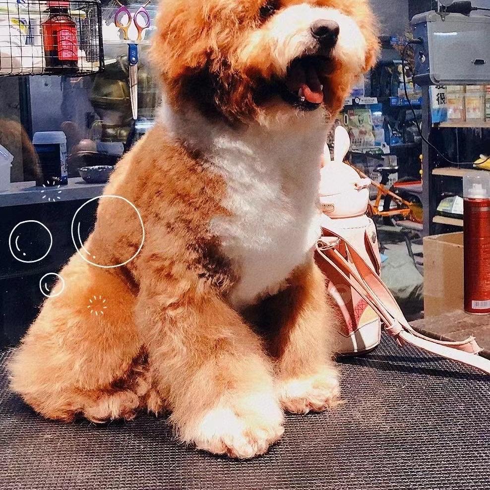 胖果家的毛孩子