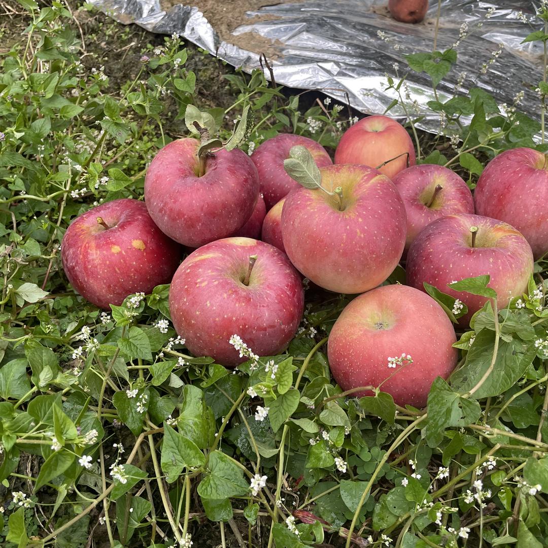 萌果果园水果优选