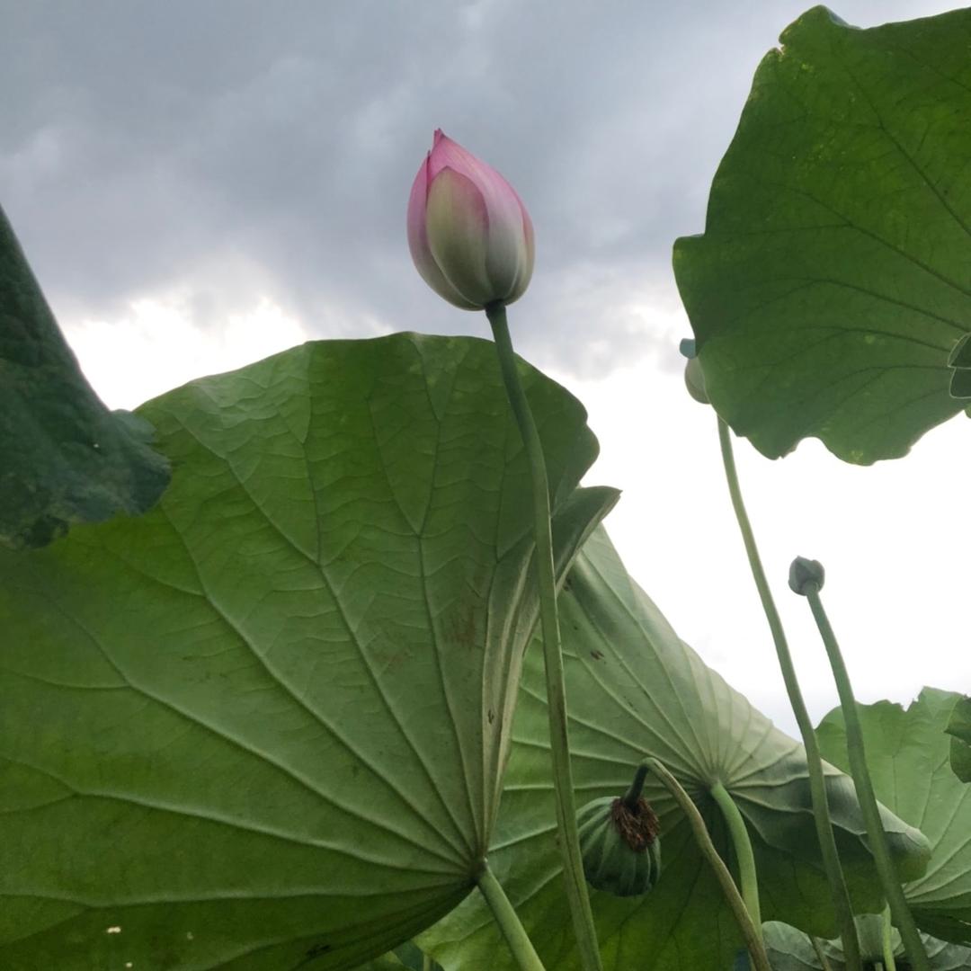 老板电器陈卫兰